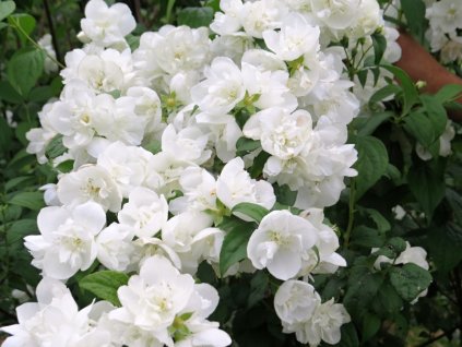 Philadelphus%20virginalis%20Virginal%2001
