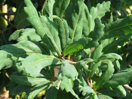 Quercus%20turneri%20pseudoturneri%2001