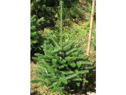 Abies%20koreana%2002%2050 60