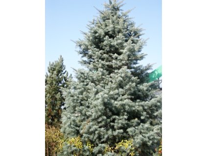 Abies%20concolor%2002