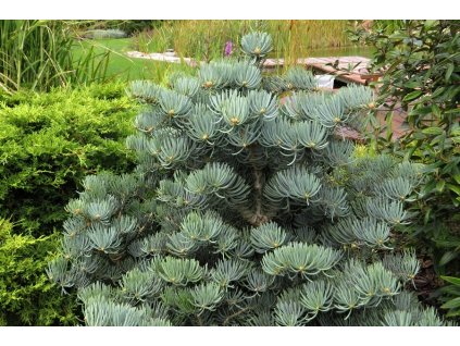 Abies%20concolor%20Compacta%20031