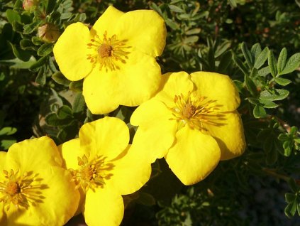 Potentilla%20fruticosa%20Goldteppich%2001