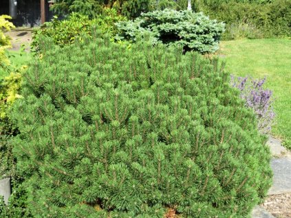 Pinus%20mugo%20Mops%2002