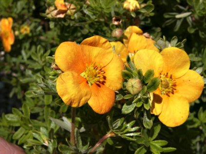 Potentilla%20fruticosa%20Hopley%20s%20Orange%2002