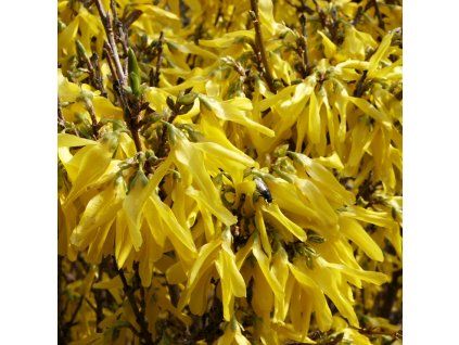 Forsythia intermedia Lynwood 01
