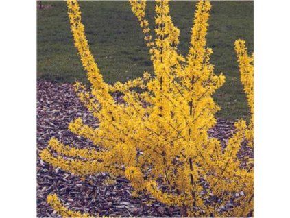 Forsythia%20Primulina