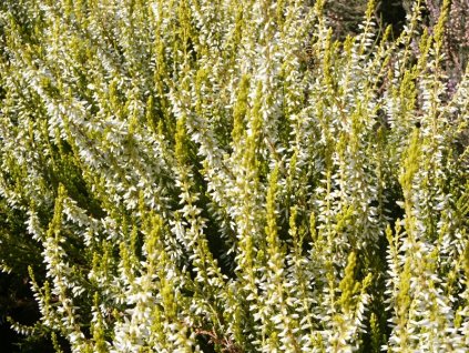 Calluna%20vulgaris%20Sandy%2003