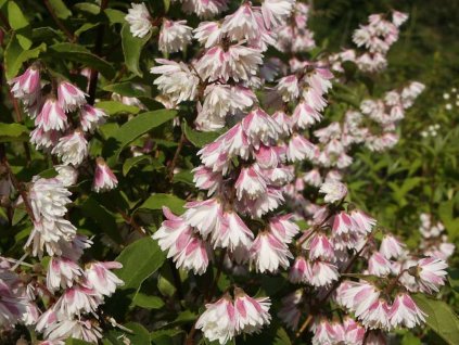 Deutzia%20scabra%20Pride%20of%20Rochester