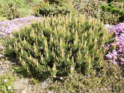 Pinus%20mugo%20Humpy%2001