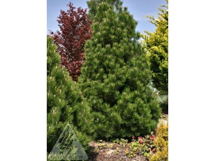 Pinus%20leucodermis%20CompactGem%2003