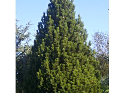 Pinus leucodermis CompactGem 01 1