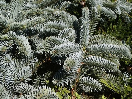Abies%20procera%20Glauca%20011