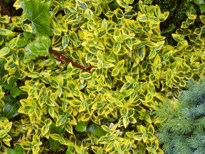 Euonymus%20fortunei%20EmeraldGold01