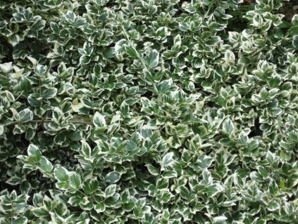 Euonymus%20fortunei%20Emerald%20Gaiety%2001