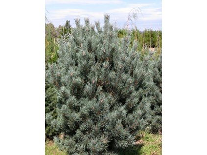 Pinus%20sylvestris%20Watereri%2001