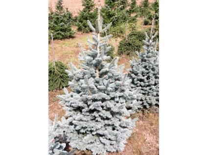 Abies%20lasiocarpa%20Compacta%2001
