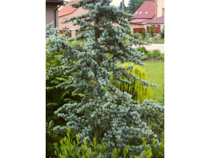 Cedrus%20atlantica%20Glauca