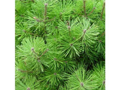 Pinus densiflora Jane Kluis 01