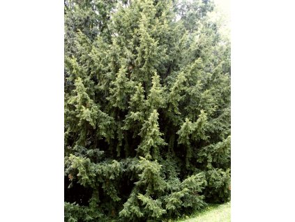 Taxus%20baccata%2001