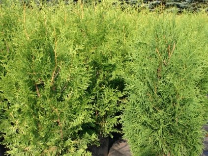 Thuja%20occidentalis%20Brabant%2001