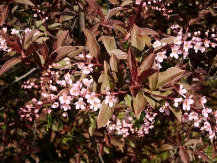Prunus%20padus%20Colorata%20011