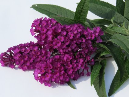 Buddleia%20davidii%20Royal%20Red%2003