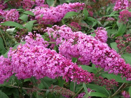 Buddleia%20davidii%20Pink%20Delight%2002