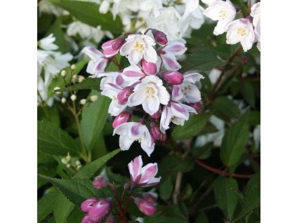 Deutzia%20kalmiiflora