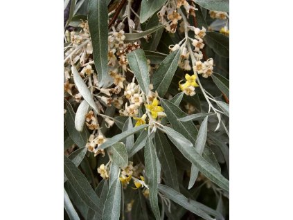 Elaeagnos%20angustifolia