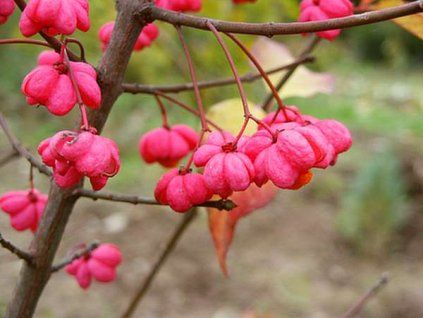 Euonymus%20europaeus