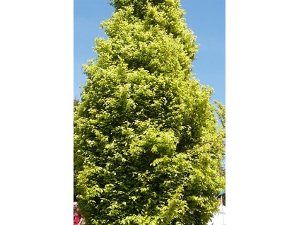 Fagus%20sylvatica%20Dawyck%20Gold