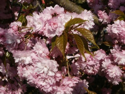 Prunus%20serrulata%20Kikushidare%2004