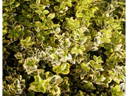 Euonymus%20fortunei%20Sunshine