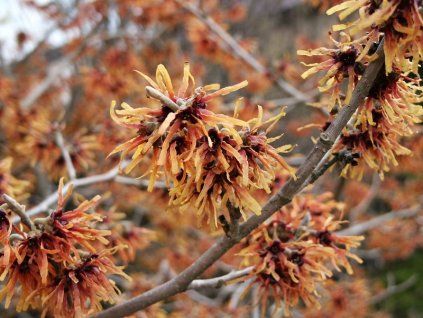 Hamamelis%20intermedia%20Jelena