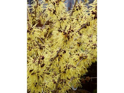 Hamamelis%20mollis%20Pallida