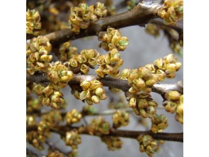 Rakytník Pollmix1m1