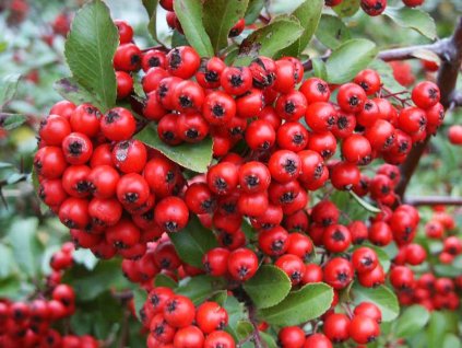 Pyracantha%20Red%20Colum%2001