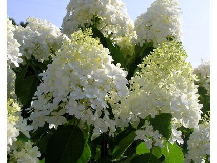 Hydrangea%20paniculata%20Limelight