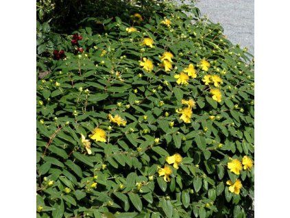 Hypericum%20calycinum