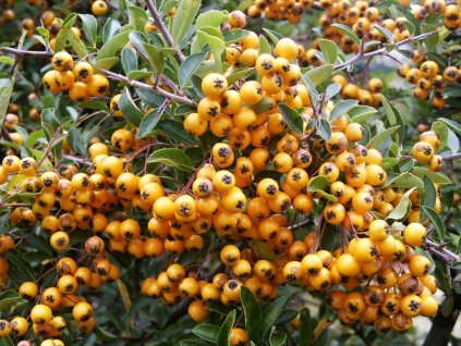 Pyracantha%20Soleil%20d%20Or%20011