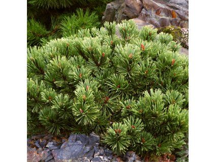 Pinus mugo Bozi Dar 01