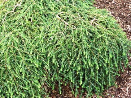 Tsuga%20canadensis%20Cole%2001