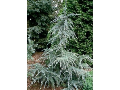 Cedrus%20deodara%20Karl%20Fuchs