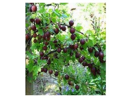 GrossulariauvacrispaNiesluchowski