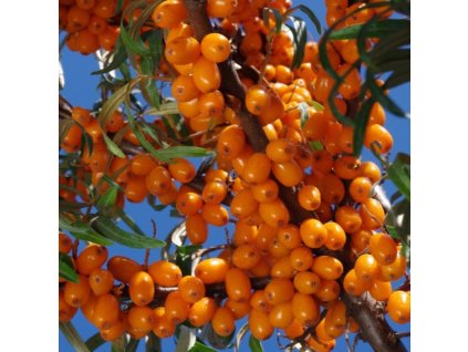 Rakytník Sluníčko 1m2