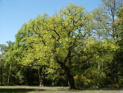 Quercus robur 01
