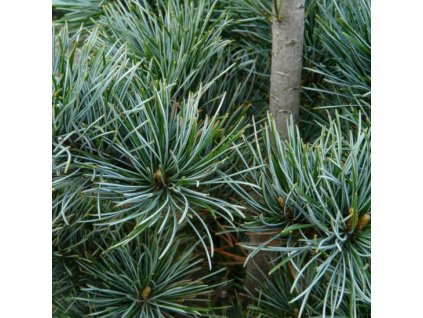 Pinus%20parviflora%20Negishi
