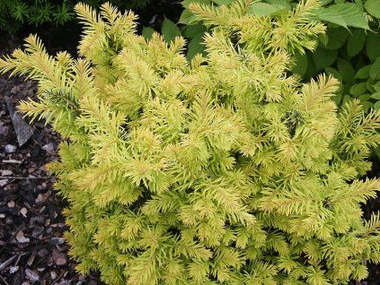Taxus%20baccata%20Semperaurea
