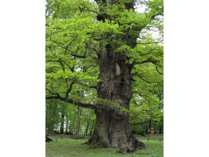 Quercus%20robur%2003