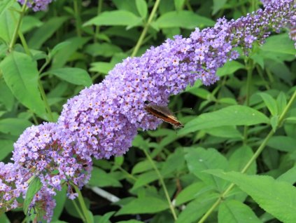 Buddleia%20davidii%20Orchid%20Beauty%2001